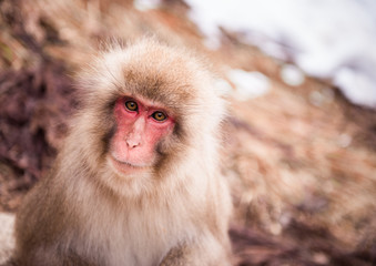 Smiling Japanese macaque