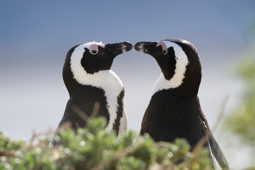 Obraz premium Miłość pingwina przylądkowego