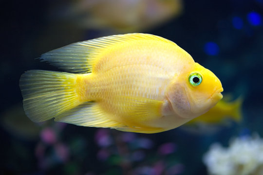 Yellow exotic fish swims in deep blue water side view closeup