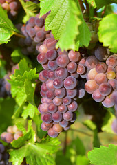 Ciemne dojrzałe wiszące na winorośli winogrona. - obrazy, fototapety, plakaty