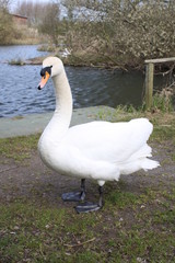 white swan next to water