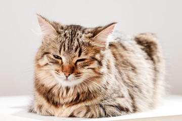 cat relaxes and dreams