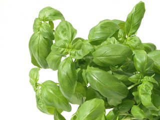Basil