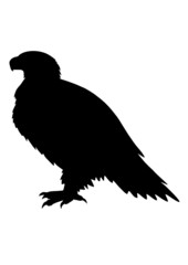 Adler