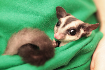 The sugar glider (Petaurus breviceps) lies