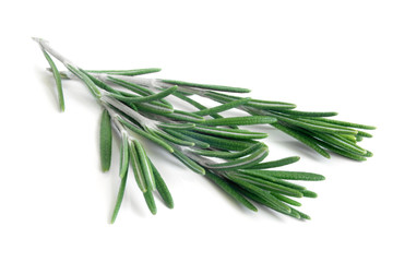 Fototapeta premium Fresh rosemary