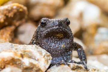 Frog, true toad