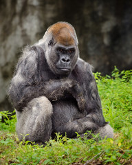 Lowland gorilla