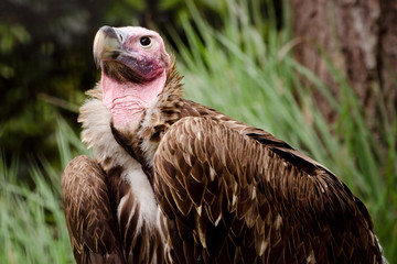 Lappet-faced vulture, Torgos tracheliotus