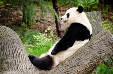 Foto op Plexiglas Panda Reuzenpanda rusten op log