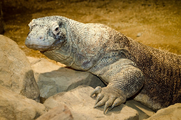 Komodo dragon, Varanus komodoensis