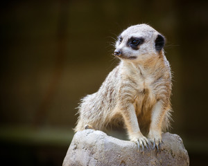 Alert meercat