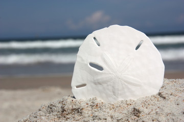 sand dollar on sand