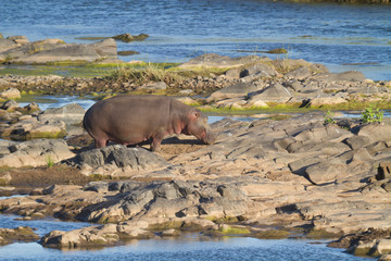 Hippopotame sur la berge