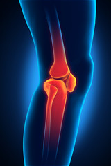 Human Knee Anatomy View