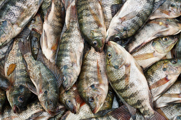 Tilapia