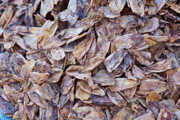 Dried squid