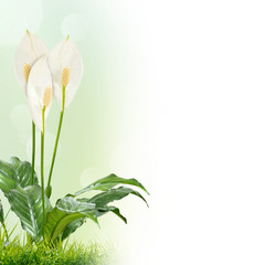 Fototapeta na wymiar white flowers on the green background