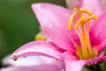 Pink lily in a rainy garden