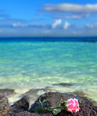 Fototapeta na wymiar The rose lies on stones on the sea background