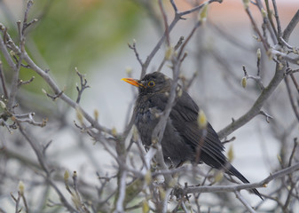 Common Blackbird (Turdus merula ) - female