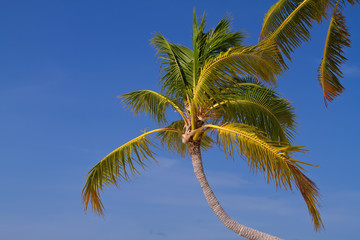 Fototapeta premium Close up detail of a tropical coconut palm tree variety found in