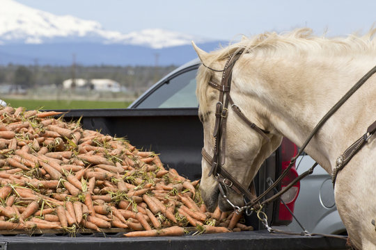 White horse eating carrots out of the bed of a truck