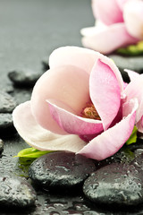 Magnolia z kamieniami do spa © CUKMEN