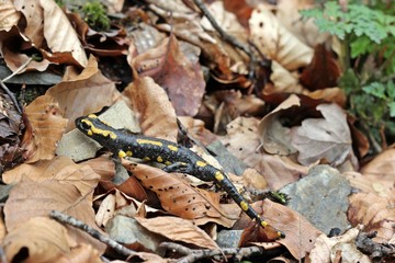 Feuersalamander im Nationalpark Kellerwald