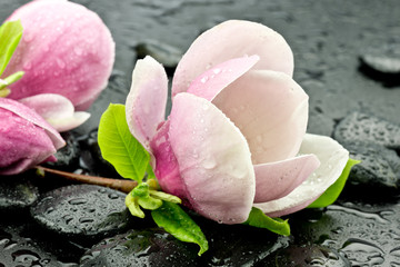 Panele Szklane  Magnolia z kamieniami do spa