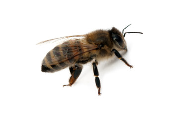 bee isolated