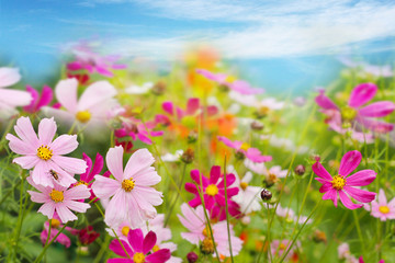 Fototapeta premium The Cosmos Flower