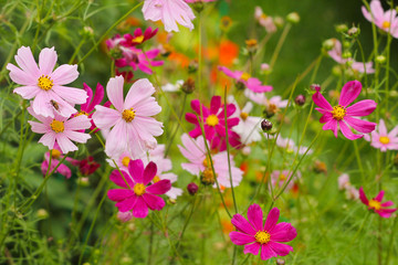 The Cosmos Flower