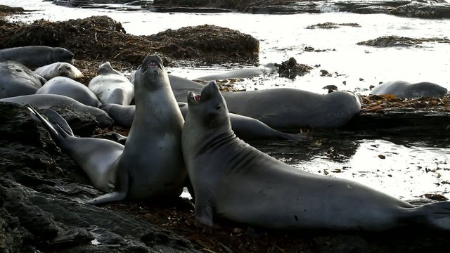 Sea lions fighting