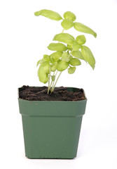 basil potted plant