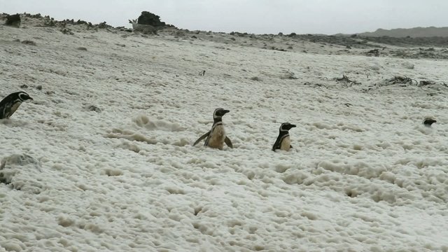 Gentoo penguins looking out of the foam from a storm