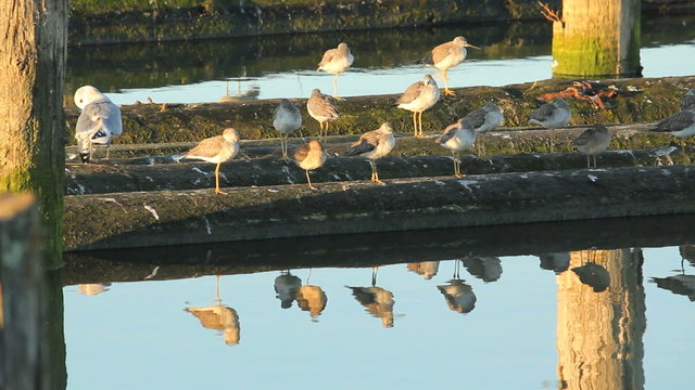 Sandpipers Resting, Reflection