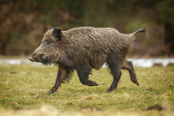 Wild boar running