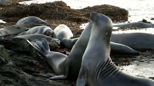 Young sea lions fighting