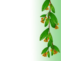Fototapeta na wymiar Branch with leave and orange flowers