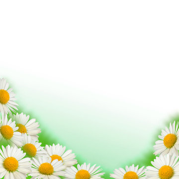 Background with daisies