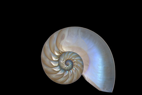 Nautilus