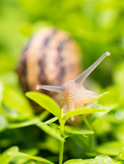 Snail moving on a garden
