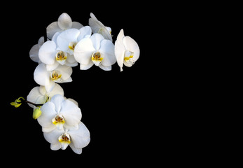 Fototapeta na wymiar Orquídeas blancas