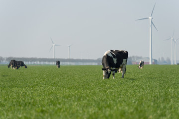 Milk cows grazing in spring