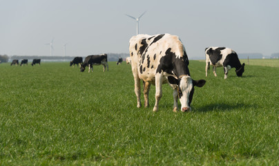 Milk cows grazing in spring