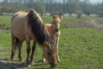 Fototapeta premium Konik foal behind its mother in nature