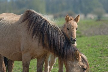 Obraz premium Konik foal behind its mother in nature