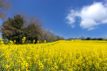 Obraz premium Yellow fields