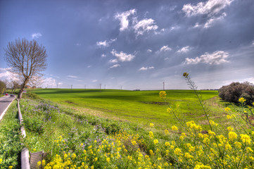 First flowers of spring